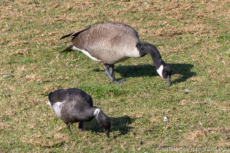 shoreline park